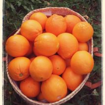naranjas de mesa